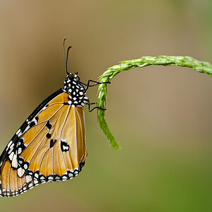 schmetterling7