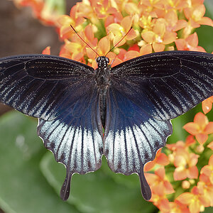 schmetterling8