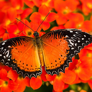 schmetterling9