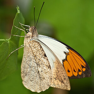 schmetterling10