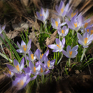 fruehling 2010
