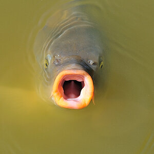 Koi George