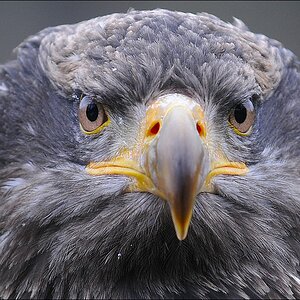 comp Bild 1102