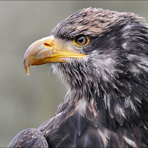 comp Bild 631