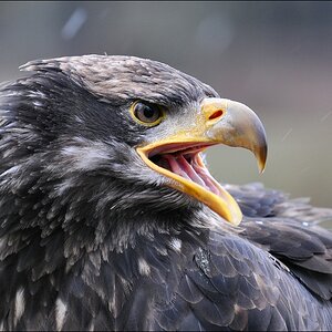 comp Bild 1113