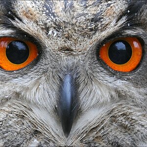 comp Bild 973