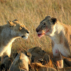 Löwinnen Massai Mara Kenya