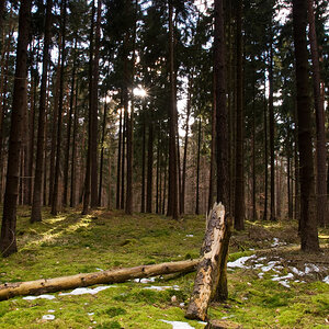 Wald Frühjahr 010