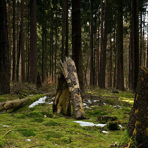 wald Frühjahr