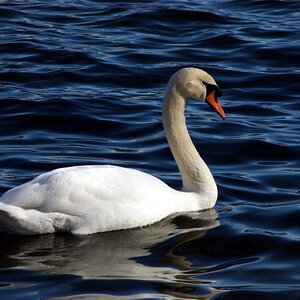 Weisser Schwan auf dem Vierwaldstättersee in Luzern