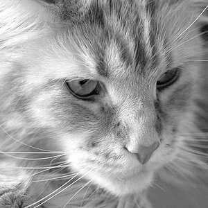 Katzen F 0010