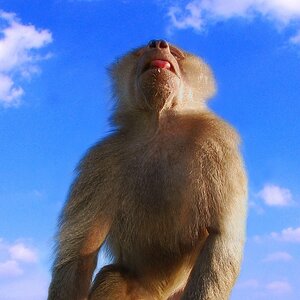 Kingkong.gut.1