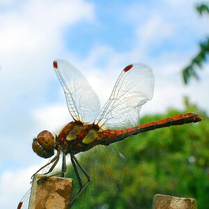 Libelle.gut.1