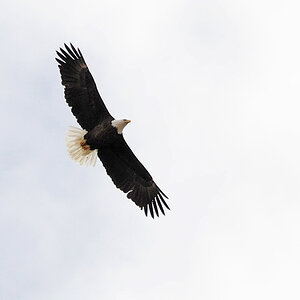 Weisskopfseeadler