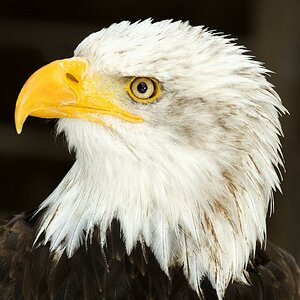 Weißkopfseeadler