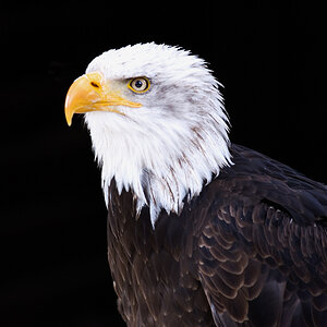 Weißkopfseeadler