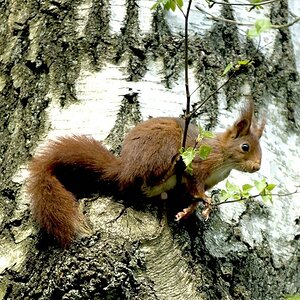 Eichhörnchen