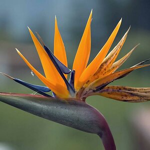 Paradiesvogelblume