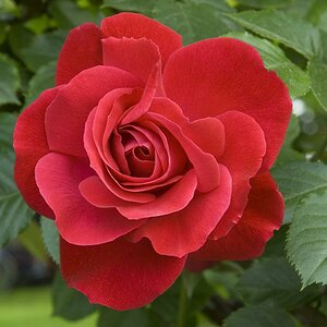 rote Rose in Lana Gesamtbild