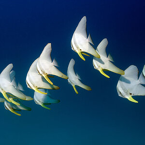 Fledermausfische