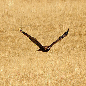 Steinadler im Anflug