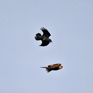Rabe gegen Steinadler