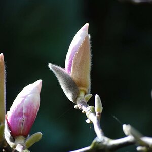 Frühling 2010 001