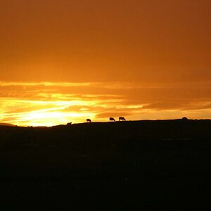 Schottland6