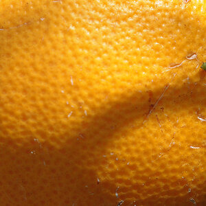 gomera 0002
Makro mit nettem Farbkontrast und niedlichem Detail. Irgendwie mag ich das Bild einfach...
