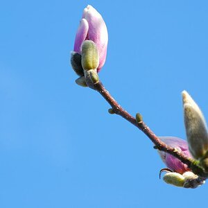 Frühling 2010 016