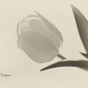 blanco y negro