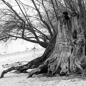 201003144298 - An der Oppenheimer Hafenspitze