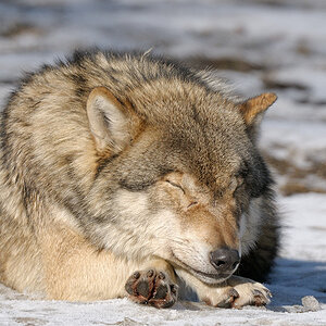 Wolf Mittagsschlaf 1 web