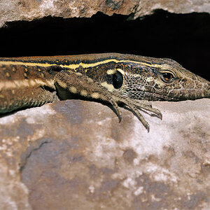 gomera 0007
Eidechse mit "Nikon-Kante" in sportlich gelb. Ganz typischer La Gomera-Bewohner.