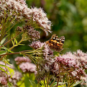 Natur 2009 035