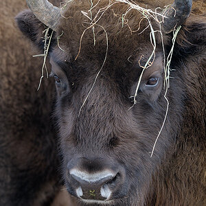 Wisent Portrait 2 web