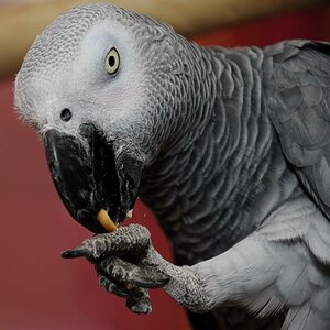 Graupapagei