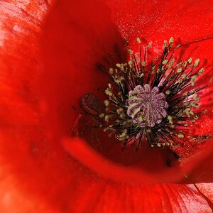 gomera 0011
Makroaufnahme einer Mohn-Blüte inkl. Bewohner, der auf vorbeikommende Bestäuber wartet. So ein Fiesling!