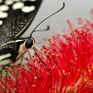 schmetterling11