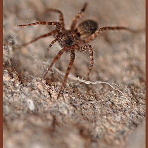 NF Spinne