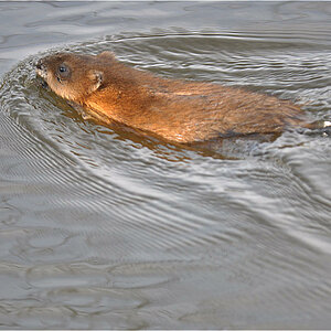 Nutria ( Bisamratte )