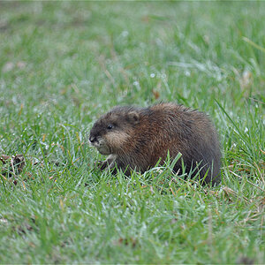 Nutria ( Bisamratte )