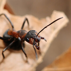Formica cf. polyctena