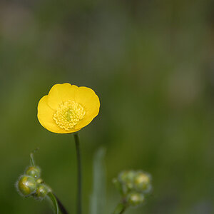 Blume Gelb mit Knospen klein