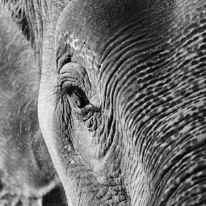 Elephant in Thailand