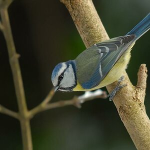 Blaumeise