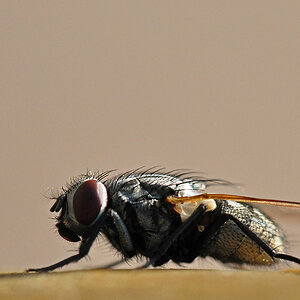 Fliege