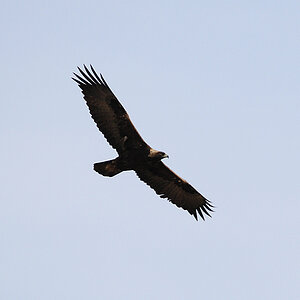 Steinadler 2