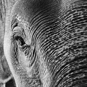 Elephant links beschnitten