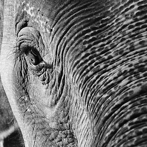 Elephant links&oben beschnitten